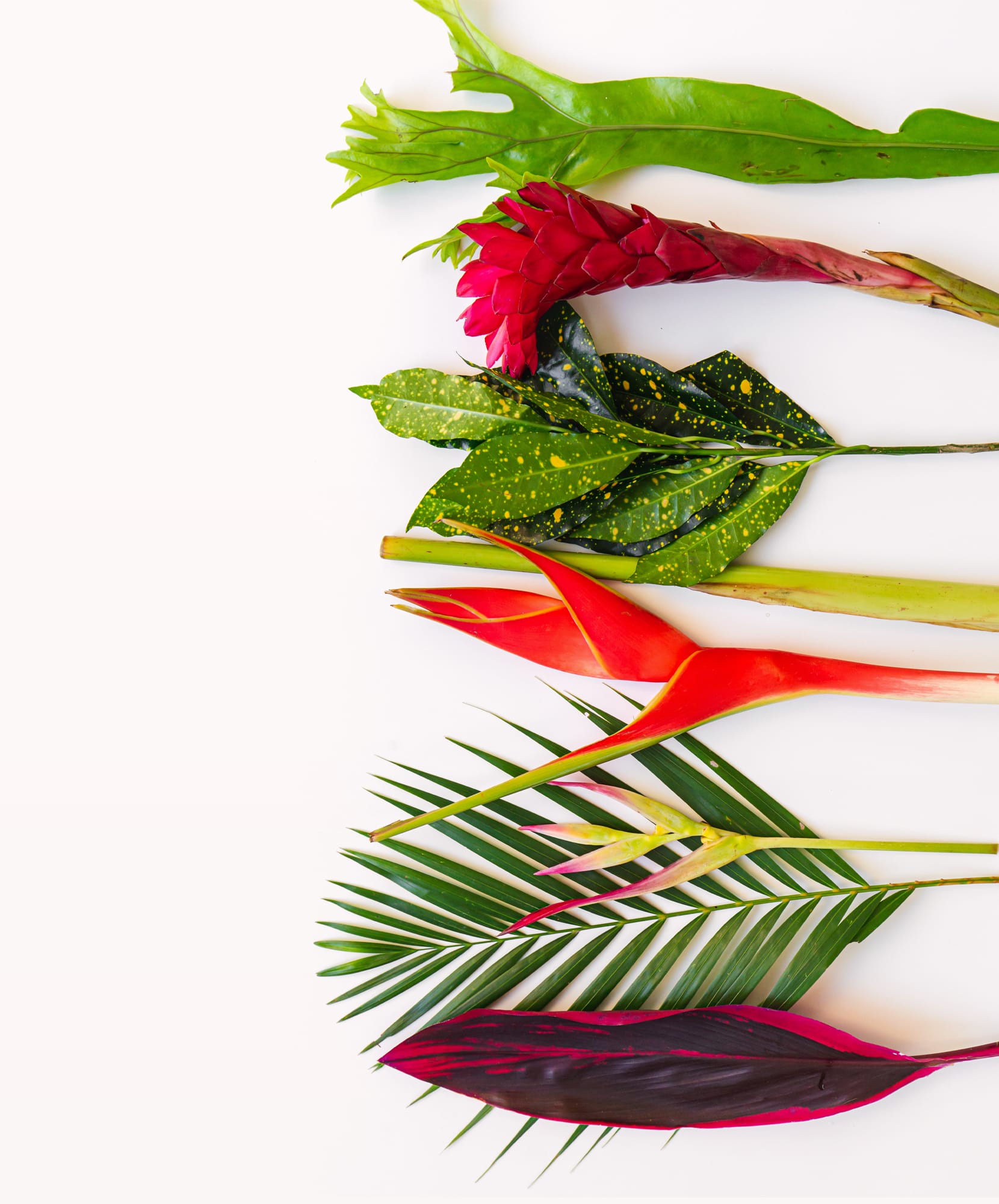 Vibrant tropical foliage featuring lush green leaves and striking red blooms.