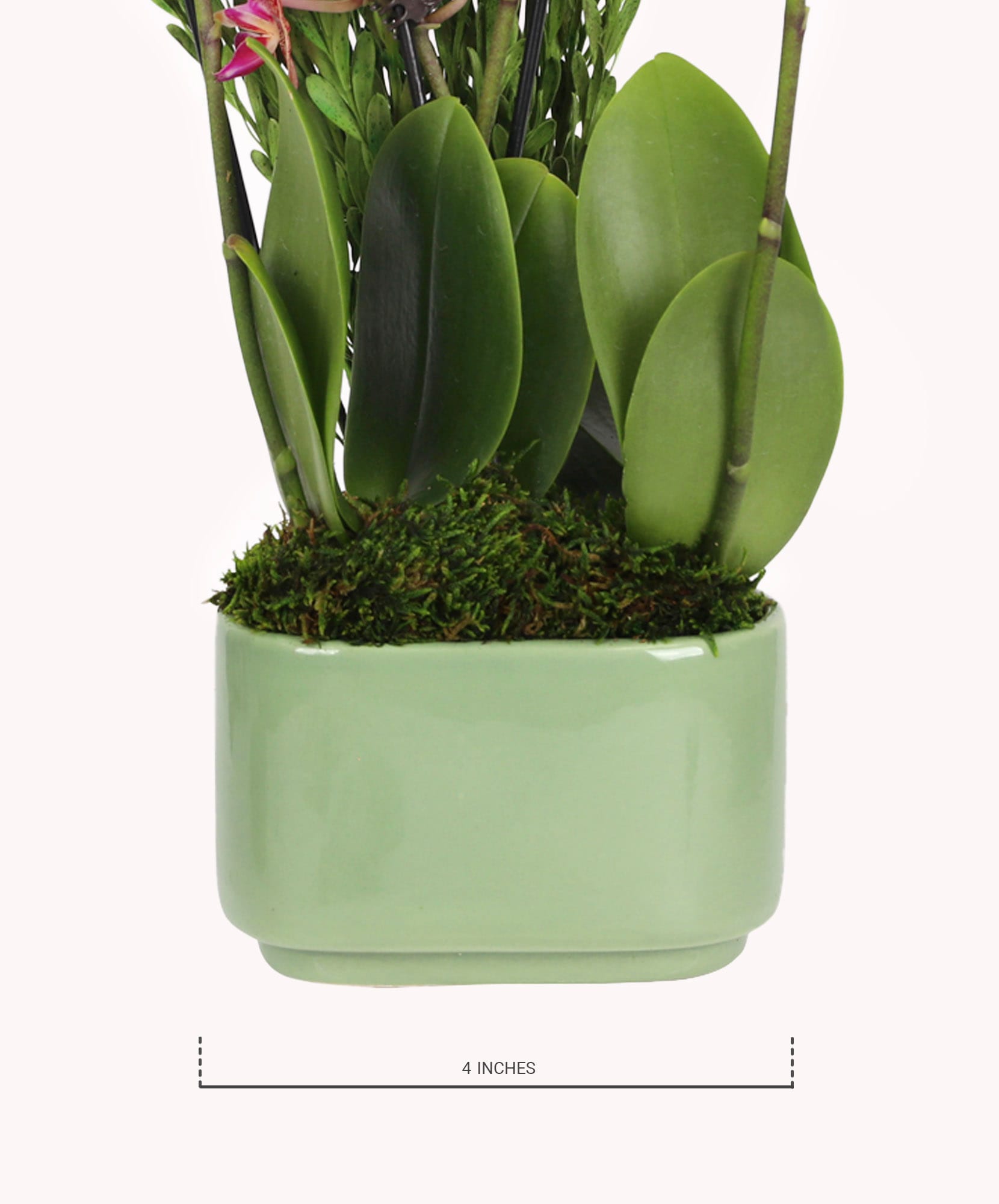 Elegant green ceramic pot featuring lush greenery and vibrant orchids, perfect for modern decor.