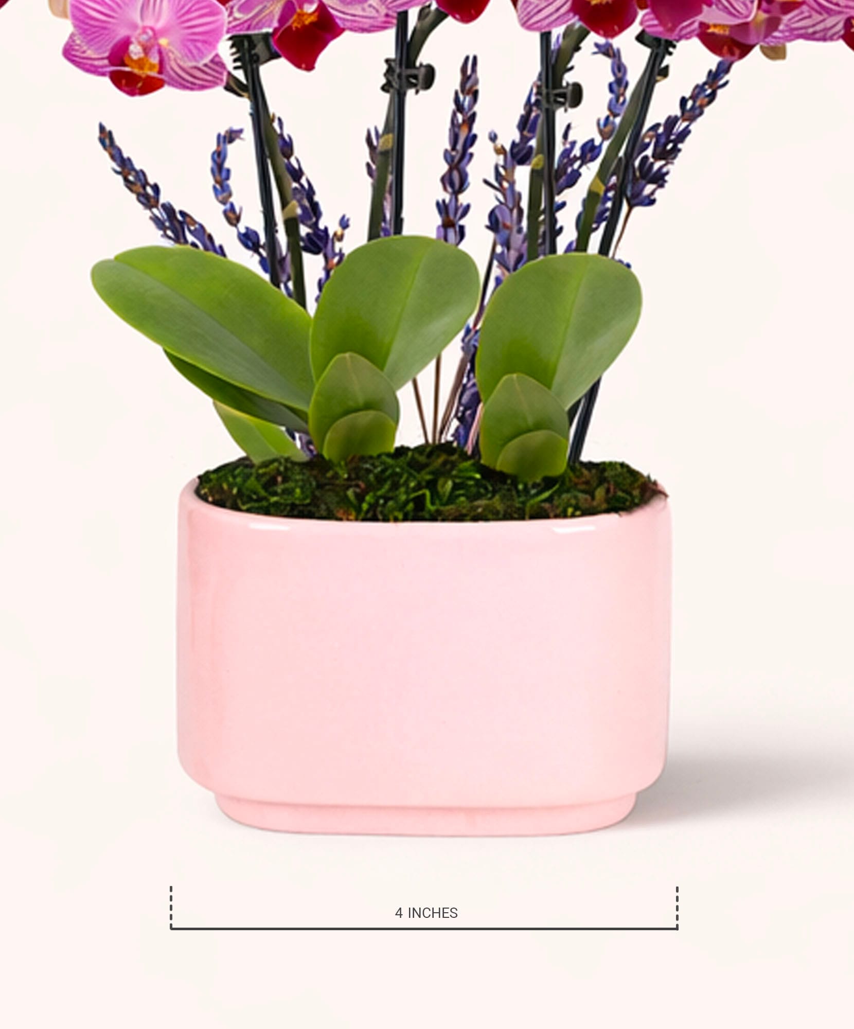Delicate pink orchid arrangement with vibrant green leaves in a charming pot.