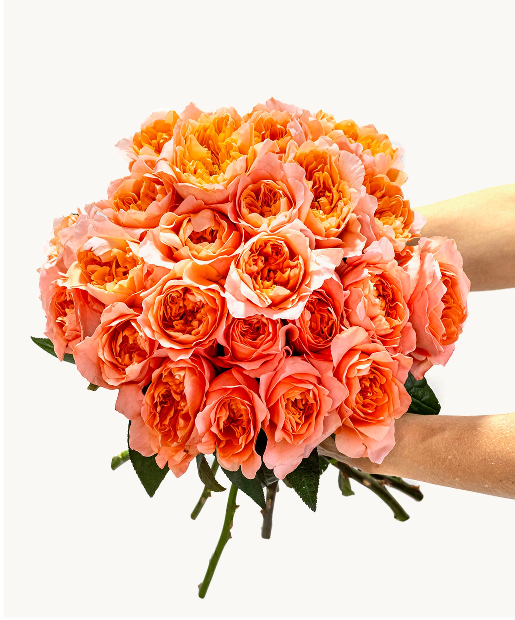 Vibrant bouquet of peach roses held gracefully, perfect for celebrations and special moments.