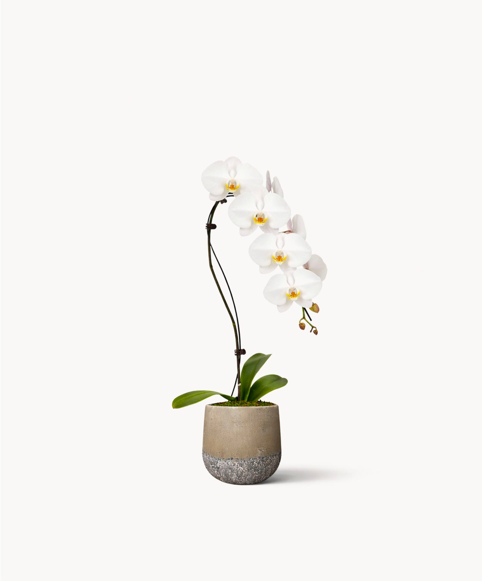 Elegant white orchid in a modern stone pot, adding sophistication to any decor.